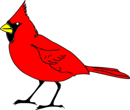 roter Kardinalvogel